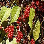Schisandra chinensis 